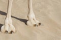 Camel Cushioned Feet and large leathery pad standing on the sand Royalty Free Stock Photo