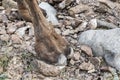 The expansive hoof of a camel positioned on rocky terrain.