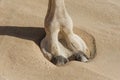 Close-up of Camel Foot, large leathery pad in the sand, animal part Royalty Free Stock Photo