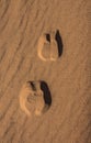 Camel foot prints in Wadi Rum desert Royalty Free Stock Photo