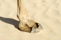 Closeup of Camel foot on the sand, camelâs toes, the large cushioning pad