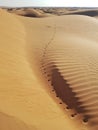 Camel footprints going to desert horizon