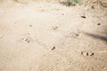 Camel footprints in the sand. Dahab, South Sinai Governorate, Egypt