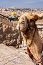 Camel in front of the Dome of Rock in Jerusalem. Israel Royalty Free Stock Photo