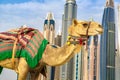 Camel in front of Dubai Marina