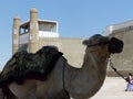Camel in front of the entrance of the fortress of the Ark to Bukhara in Uzbekistan.