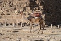 Camel in front of the Great Pyramid in Egypt Royalty Free Stock Photo