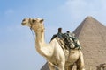 Camel front of the great pyramid in Giza pyramid complex, Egypt