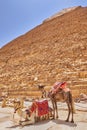 Camel in front of the The Pyramid of Khafre, Pyramid of Chephren, in Giza Plateau, Cairo, Egypt Royalty Free Stock Photo