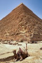 Camel in front of the The Pyramid of Khafre, Pyramid of Chephren, in Giza Plateau, Cairo, Egypt Royalty Free Stock Photo