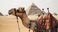 Camel in front of the pyramids in Giza, Egypt