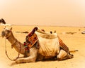 Camel in front of the pyramids in Giza, Egypt Royalty Free Stock Photo