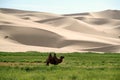 Camel in front of sand dunes Royalty Free Stock Photo