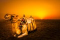 Camel in front of sunset