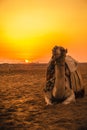 Camel in front of sunset