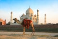 Camel in front of Taj Mahal Royalty Free Stock Photo