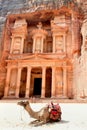 Camel in front of The Treasury , Petra, Jordan Royalty Free Stock Photo