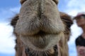 Camel front view, at Camel farm, ride in desert at Eilat, Southern Negev desert, wilderness of Israel Royalty Free Stock Photo