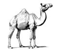 Camel full body sketch hand drawn engraving style Royalty Free Stock Photo