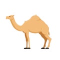 Camel in full growth. Mammal, family camelids, group cloven-hoofed animals.