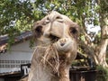 Camel funny