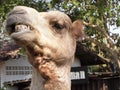 Camel funny