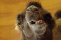 Camel Funny Face Close-Up