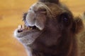 Camel Funny Face Close-Up