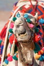 Camel funny face - showing teeth Royalty Free Stock Photo