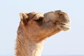 Camel with a funny facial expression Royalty Free Stock Photo