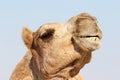 Camel with a funny facial expression Royalty Free Stock Photo