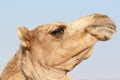 Camel with a funny facial expression Royalty Free Stock Photo