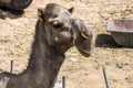 Camel funny sweet looking smiling inside Camera Oman salalah Arabic Royalty Free Stock Photo