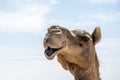 Camel funny sweet looking smiling inside Camera Oman salalah Arabic 5 Royalty Free Stock Photo