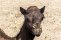 Camel funny sweet looking smiling inside Camera Oman salalah Arabic 7 Royalty Free Stock Photo