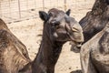 Camel funny sweet looking smiling inside Camera Oman salalah Arabic 2 Royalty Free Stock Photo