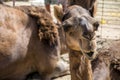 Camel funny sweet looking smiling inside Camera Oman salalah Arabic 3 Royalty Free Stock Photo