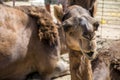 Camel funny sweet looking smiling inside Camera Oman salalah Arabic 3