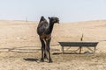 Camel funny sweet looking smiling inside Camera Oman salalah Arabic 6 Royalty Free Stock Photo