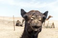 Camel funny sweet looking smiling inside Camera Oman salalah Arabic 8 Royalty Free Stock Photo