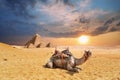 A camel in Giza desert with famous Pyramids in the background, Egypt Royalty Free Stock Photo