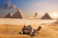 A camel of Giza in front of the Sphinx and the Pyramids, Egypt Royalty Free Stock Photo