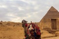 Camel on Giza pyramid background