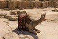 Camel at Giza Pyramid , cairo in egypt Royalty Free Stock Photo