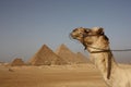 Camel in Giza Pyramids Royalty Free Stock Photo