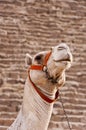 Camel at Giza Pyramids Royalty Free Stock Photo
