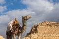 Camel on Giza Pyramids background in Egypt Royalty Free Stock Photo