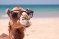 A camel with glasses on the beach basks in the summer sun on the beach. Animal on warm sand surrounded