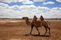 Camel in the Gobi Desert Royalty Free Stock Photo