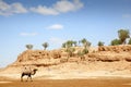 Camel in the Gobi Desert Royalty Free Stock Photo